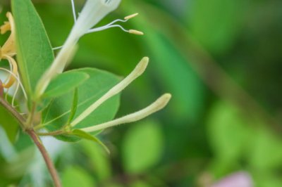 ​金银花茶的功效、作用与副作用