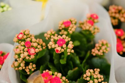 ​长寿花怎么养才能爆盆