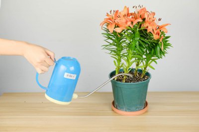​百合花如何水培，水培养护技巧