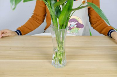 ​富贵竹怎么水养才开花，怎么样才能更旺盛