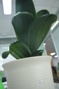 ​根都烂没的君子兰，我捡回家，半年后开花了