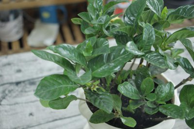 ​栀子花的功效与作用