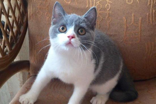 蓝白猫为什么比蓝猫贵？