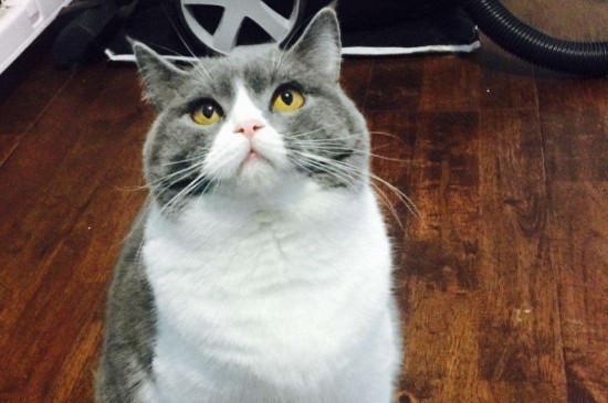 蓝白猫为什么比蓝猫贵？