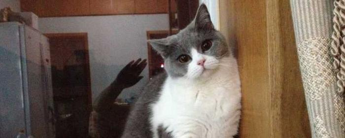 蓝白猫为什么比蓝猫贵？