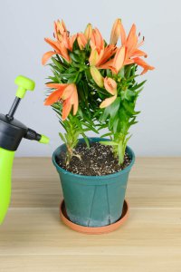 ​怎样控制百合花的花期
