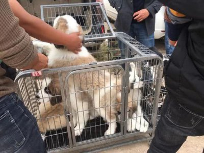 ​狗市售卖少见的圣伯纳犬，价格奇高，狗贩：低于2500不卖！
