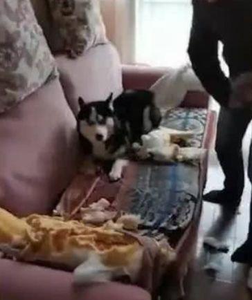 哈士奇拆沙发被逮，主人上去暴打，要出狗命了！