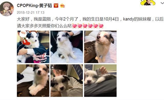 黄子韬养爱犬养得心力交瘁 被狗狗咬出血了，去排队打疫苗！