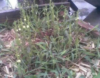 ​农田里有名的杂草，农民们除草艰辛，但城里却卖到上百元一斤！