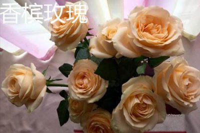 ​香槟玫瑰和黄玫瑰的区别