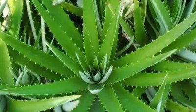 ​祖传偏方：白头发不用染，天然“染发剂”洗头水里撒一把，远离脱发和白发
