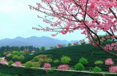 ​永福樱花园位于福建龙岩的漳平永福镇，海拔755米