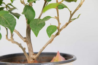 ​三角梅老桩促发芽方法