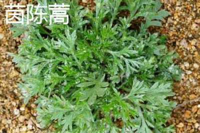 ​茵陈蒿和青蒿的区别