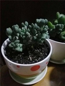 ​白凤菊和鹿角海棠怎么区别