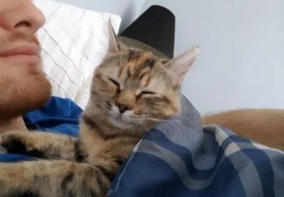​杰克猎狐犬猎犬杰克罗素