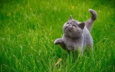 ​猫治好了我的抑郁症