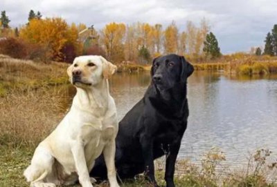 ​犬对称性脱毛是什么？犬对称性脱毛全解析