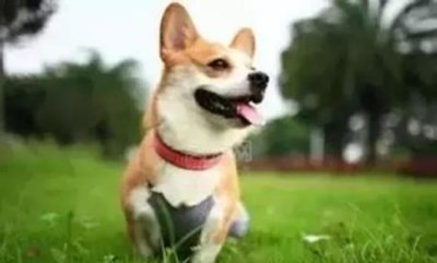 ​狗狗发烧且流脓鼻涕？可能染上了犬瘟热该怎么解决这个病毒？