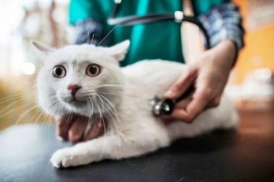 ​罕见的猫咪多囊肾病是遗传病吗？应该如何预防医治？