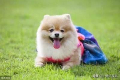 ​水虎鱼跳缸吗？水虎鱼蹭缸底
