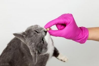 ​猫咪到家后需要观察哪些地方 ？如何饲养？