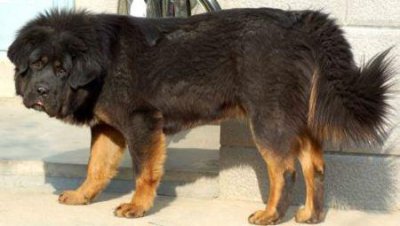 ​大型犬类口嚼大型犬的咬合力有多少千克