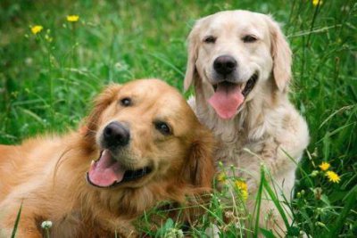 ​石家庄边牧犬舍石家庄边牧价格多少钱一只
