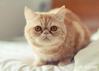 ​肉兔多长时间出栏肉兔多长时间出笼