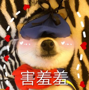 ​世界上公认“最漂亮”的11种狗，来看一下你最喜欢哪个？