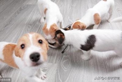 ​狗狗对新玩具迅速失去兴趣？该怎么帮它重拾兴趣？