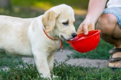 ​萨摩吃什么狗粮最好？萨摩耶犬理想狗粮选择