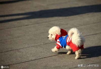​养宠小常识 解读 喂养拉布拉多幼犬指南