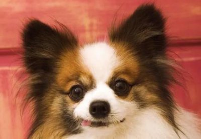 ​狗狗绑上剪指甲狗狗绑上剪指甲要多久
