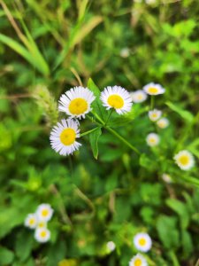 ​一日一草·一年蓬