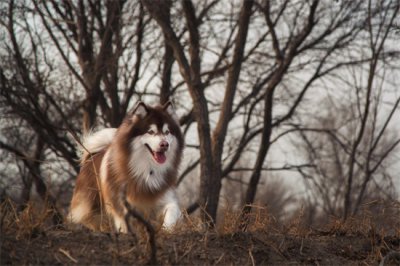 ​阿拉斯加犬很少人养，你知道原因吗？这5个原因让你不养阿拉斯加