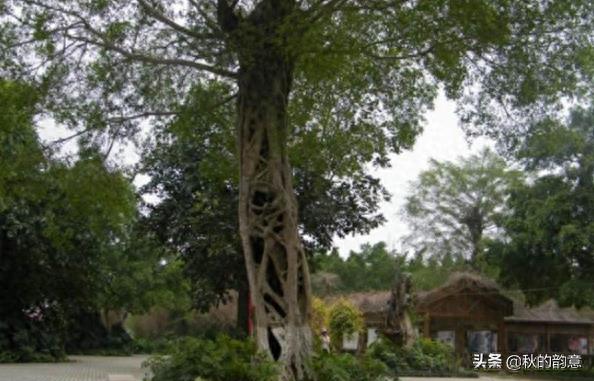 南宁花花大世界4A级景区，面积7300余亩，爱琴海湾等景点美不胜收