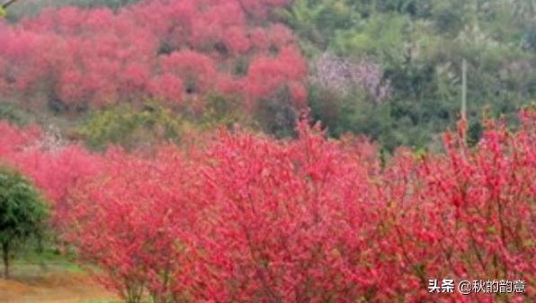 南宁花花大世界4A级景区，面积7300余亩，爱琴海湾等景点美不胜收