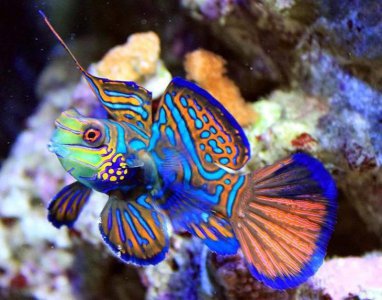 ​青蛙鱼-花斑连鳍