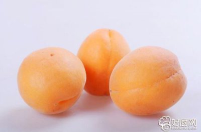​杏子的营养价值有哪些