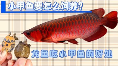 ​小甲鱼要怎么饲养？