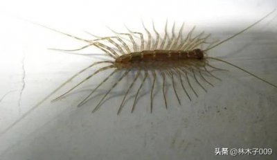 ​房间有蚰蜒怎么消灭