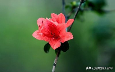 ​杜鹃花叶子一碰就掉？可能是这4个原因导致的