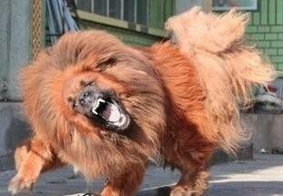 西藏牧羊犬、藏獒，傻傻的我分不清楚了