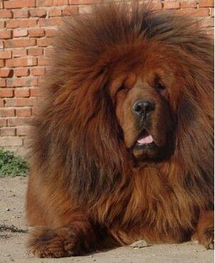 西藏牧羊犬、藏獒，傻傻的我分不清楚了