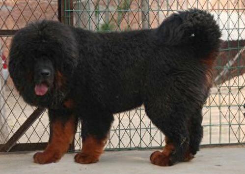 西藏牧羊犬、藏獒，傻傻的我分不清楚了