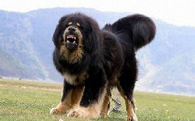​西藏牧羊犬、藏獒，傻傻的我分不清楚了