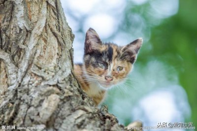 ​宠物猫和家猫有区别吗