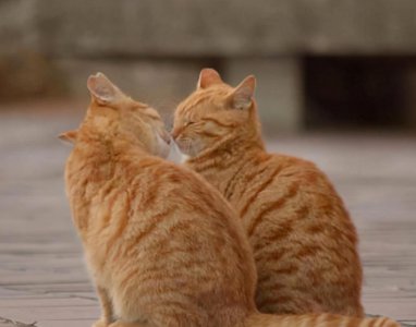 ​公猫发情常见的表现，铲屎官要读懂